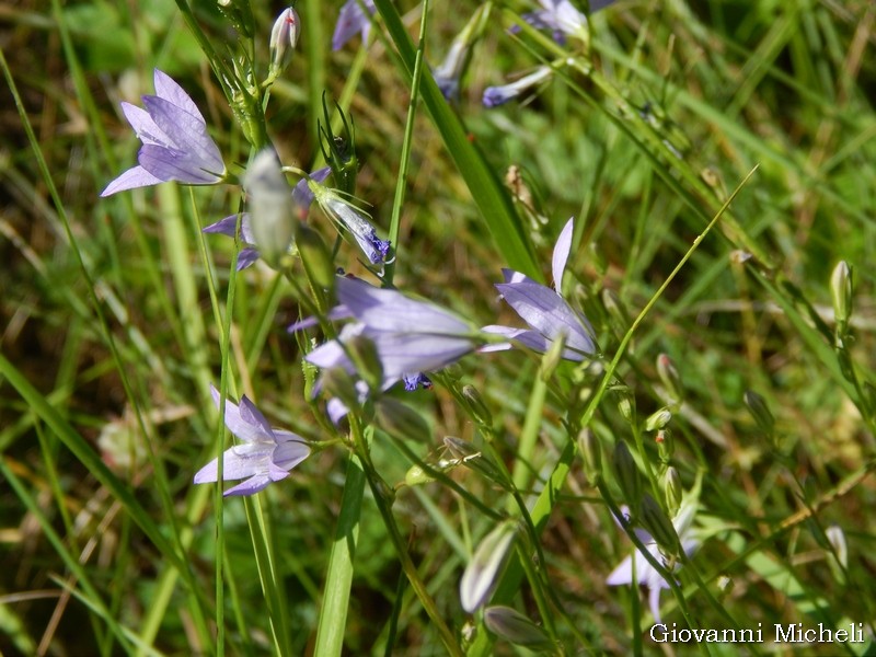 Campanula?  S, Campanula rapunculus